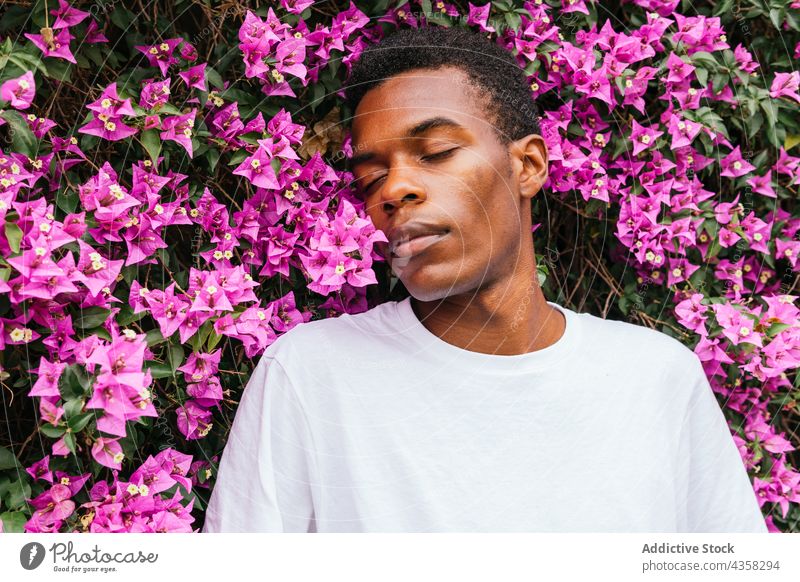 Dreamy black man smelling flowers in garden scent carefree dreamy enjoy sniff bloom male ethnic african american bougainvillea summer park pink color tender