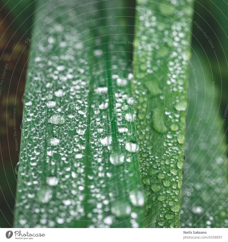 Fresh green grass with drops of water, After the rain. Beautiful rain drops on the green leaves, Raindrops covered the stems of green grass close-up. Abstract background.