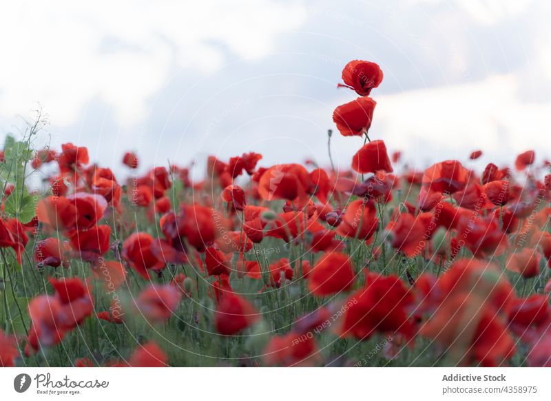 Flowers Red poppies blossom on wild field. Beautiful field red