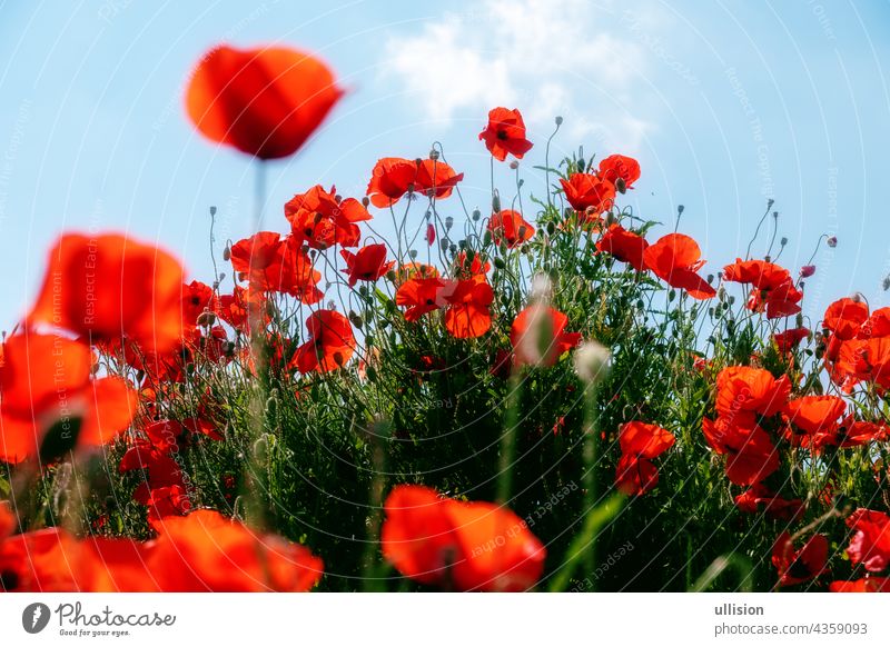 A beautiful, bright red Poppy flower in full bloom and growing in a field  covered in a blanket of purple Bluebonnet and Poppies in a sunny afternoon  Stock Photo - Alamy