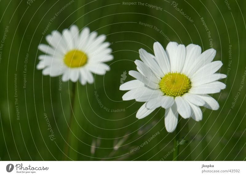 Leucanthemum Summer Garden Nature Plant Spring Beautiful weather Flower Grass Blossom Meadow Fresh Yellow Green White Lawn Colour photo Multicoloured