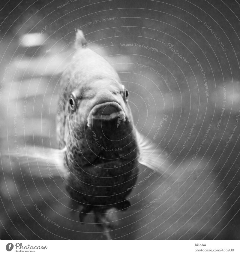 Hello first Animal Water Fish Aquarium 1 Swimming & Bathing Eyes Fin Mouth Black & white photo Interior shot Deserted Motion blur Animal portrait Looking