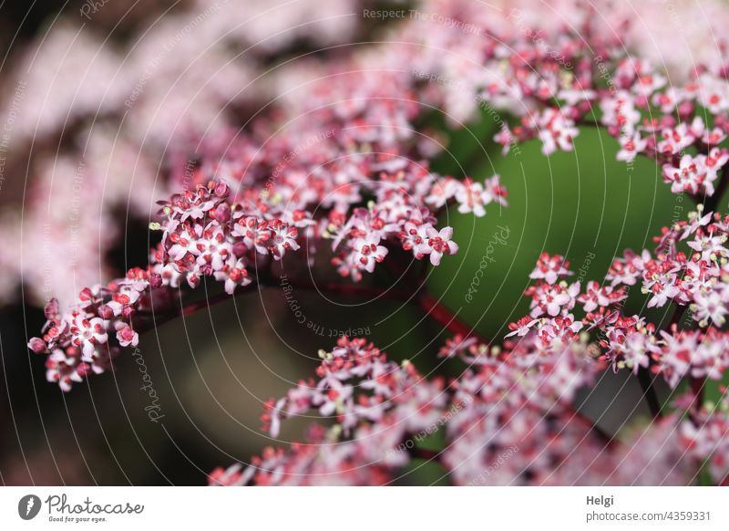 Interspaces | between the flowers of the black elder (Sambucus nigra) black elderberry shrub black lilac holler lenient remedies elderberry blossoms