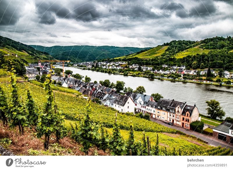 Wine Hiking Lanes & trails Hunsrück Moselle valley Wine growing Rhineland-Palatinate Mosel (wine-growing area) vine Vineyard Bunch of grapes Landscape Mountain