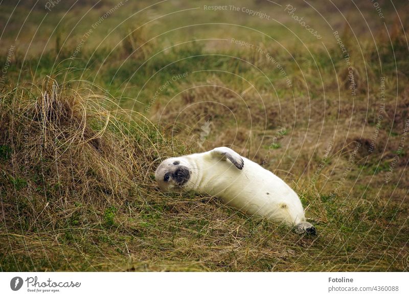 A grey seal pup lies relaxed in the shelter of the dune on Helgoland. Gray seal Animal Colour photo Exterior shot Nature Wild animal Day Seals naturally Mammal