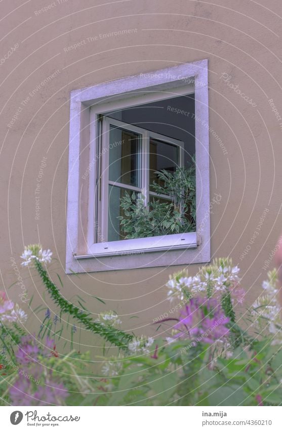 Windows, Plants / Flowers flowers Town City life Country life dwell Life Living or residing Facade House (Residential Structure) Architecture Building