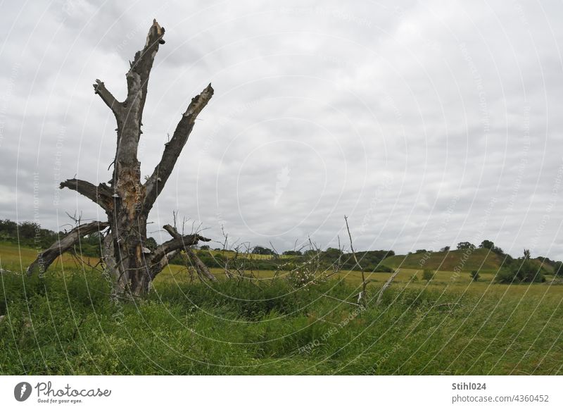 Tree torso in meadow landscape dead Torso Ruin Meadow Landscape floodplain Green aborted Fragment Environment Deserted Grass Sky Nature Clouds dreariness sad