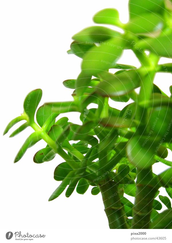 penny tree Plant Isolated Image Background picture Back-light Style Photographic technology