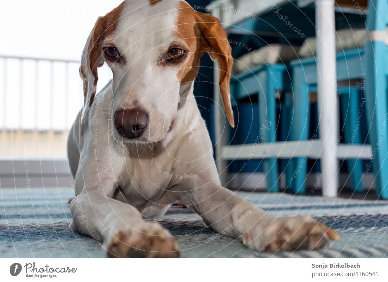 Cute little hunting dog seen from the frog perspective - Istrian shorthaired Bracke Dog Pet Watchdog Hound youthful istrian shorthaired brunette hound