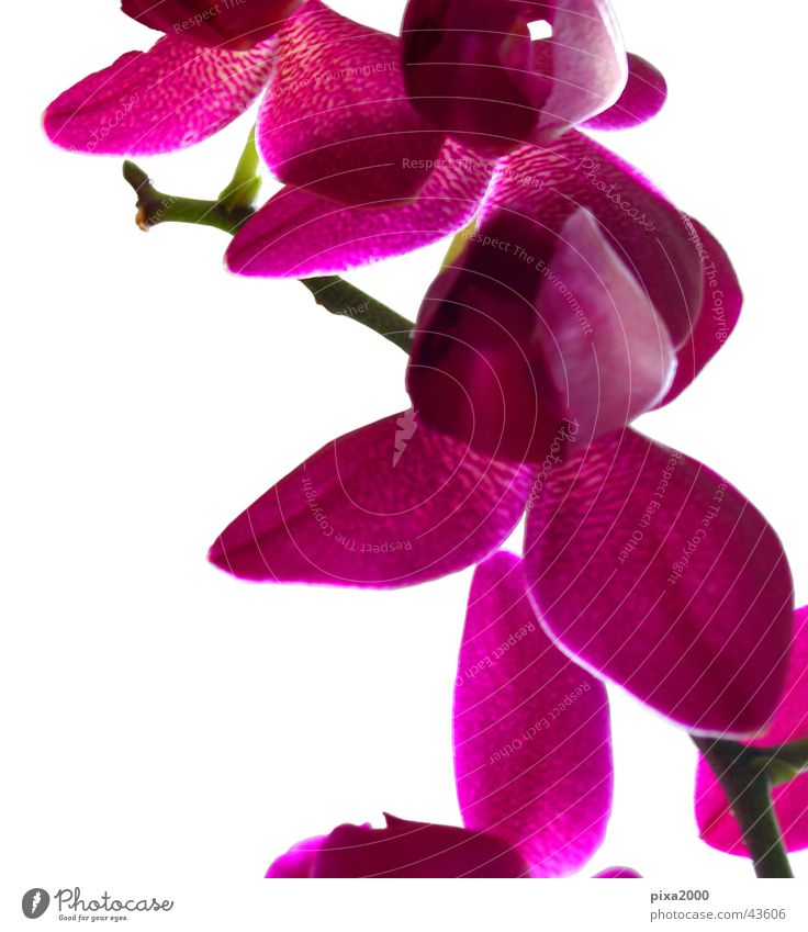 pink lilly Plant Isolated Image Background picture Back-light Style Photographic technology