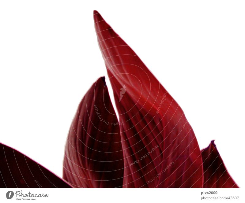 red flame Plant Isolated Image Background picture Back-light Style Photographic technology