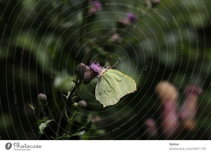 Beautiful butterflies sit on flowers and drink nectar animal attractive beautiful beauty biology bloom bright bug butterfly closeup color colorful daylight