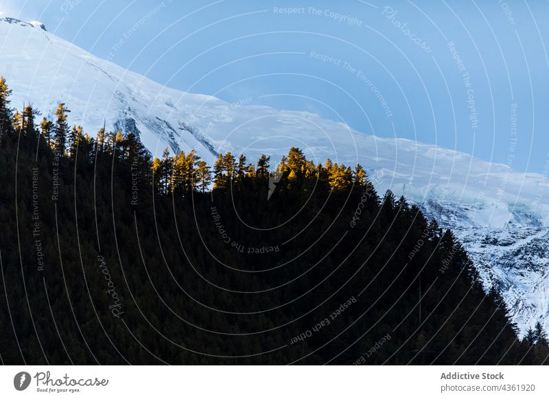 Scenery of forest and rocky mountain ridge on sunny day snow landscape coniferous scenery highland range woods himalayas nepal environment tree scenic evergreen