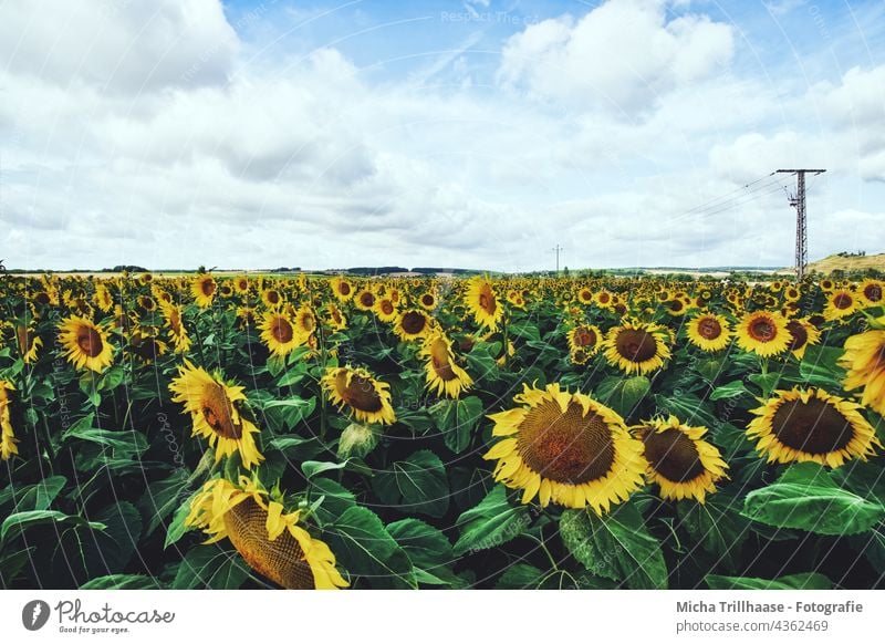 sunflower field Sunflowers Sunflower field Helianthus annuus Flower field Field blossoms leaves Nature Sky Clouds sunshine Landscape wax Agriculture plants