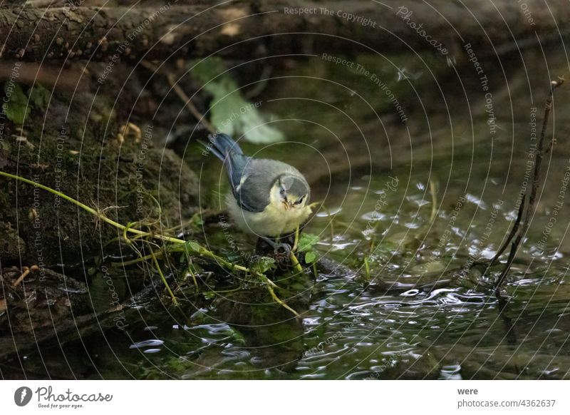 A young blue tit drinks at a stream Tit mouse Cyanistes caeruleus parus major winter bird Animal Animal theme Animal motifs Bird bird feeding Branch