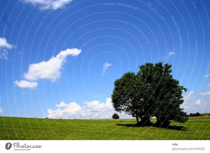 tree on blue-green Tree Clouds Grass Meadow Green Loneliness Sky Blue Vantage point Landscape