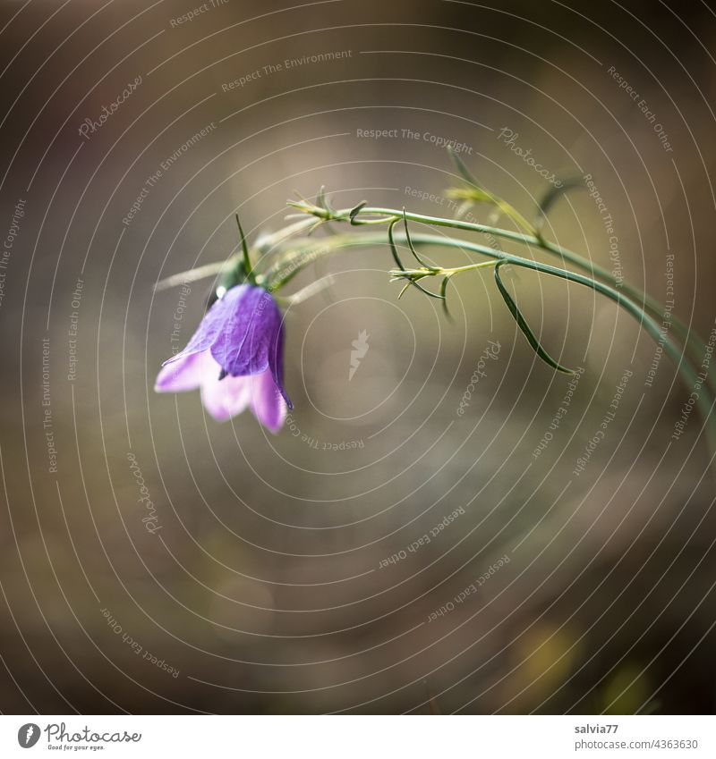 Meadowbell flower in the backlight Bluebell Campanula Blossoming Flower Violet Shallow depth of field Close-up pretty Colour photo Plant Nature purple naturally
