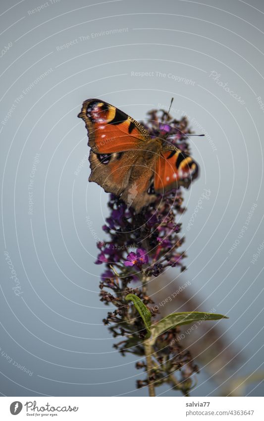Peacock butterfly nibbles on the summer lilac Butterfly peacock butterfly Buddleja Blossom Fragrance Nectar Summer Flower Animal portrait Blossoming Close-up
