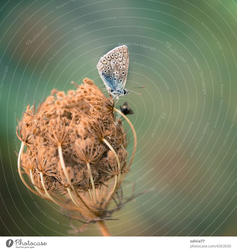 Break on the basket Nature Umbellifer Wild carrot blossom blue Butterfly Macro (Extreme close-up) Blossom seed stand Seed head take a break tranquillity rest