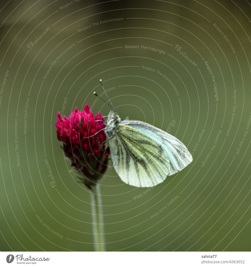 Butterfly sitting in resting position on clover flower Blossom incarnate clover Clover blossom Whiting Colour photo Nature Flower Summer Green Red
