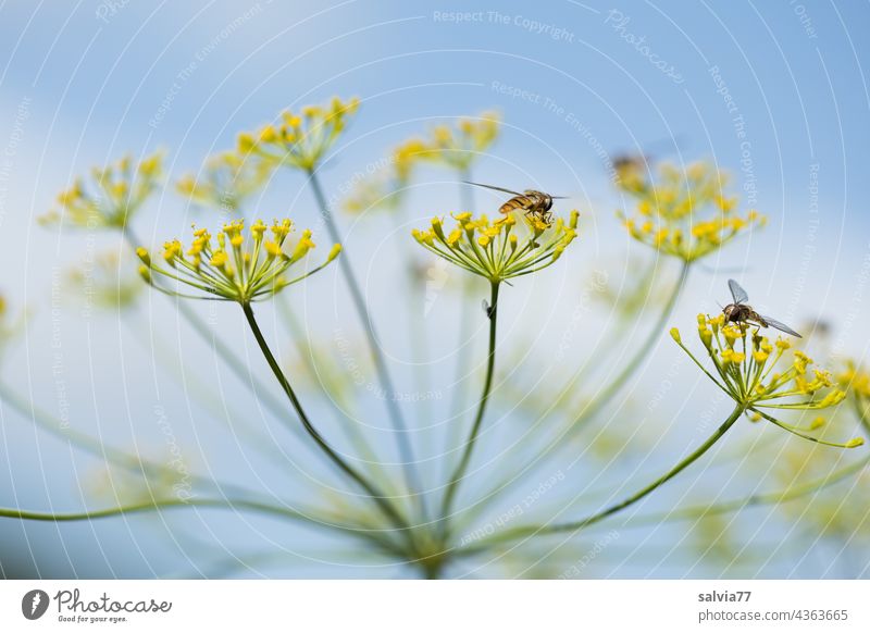 Close up of a dill flower, clouds and sky in the background Dill Dill flower Umbellifer Nature Apiaceae Medicinal plant Agricultural crop
