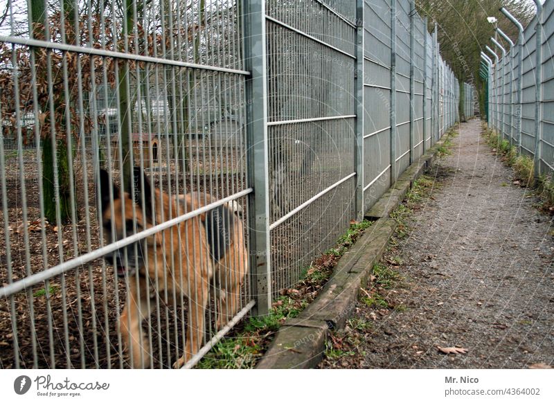 German shepherd dog from the shelter Animal shelter Dog Shepherd dog Zwinger Pet German Shepherd Dog penned Watchfulness Lanes & trails Fence watchdog Deserted