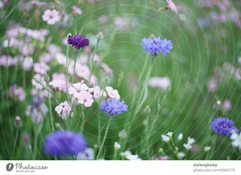 Blue cornflowers and pink coloured meadow herbs in a colourful composition wayside Summer Plant Exterior shot Environment Deserted Blossom naturally blue green