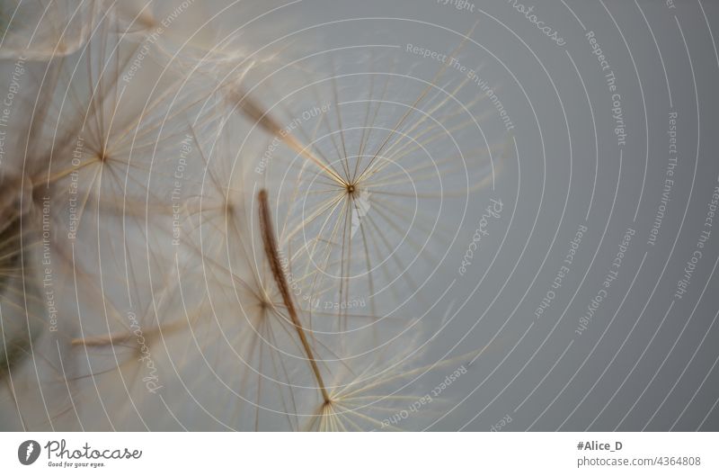 Dandelion seed macro on pastel background pratensis tragopogon dreamy background pastel shades colors tender flowers Dandelion blow Softness Poster Card Pattern