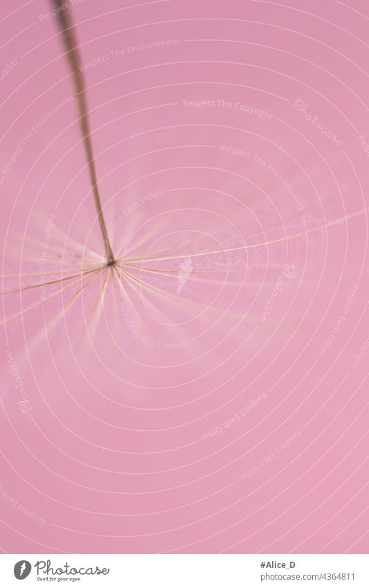 dandelion seed macro on pastel pink color background pratensis tragopogon dreamy background pastel colors delicate flowers dandelion blowing softness poster