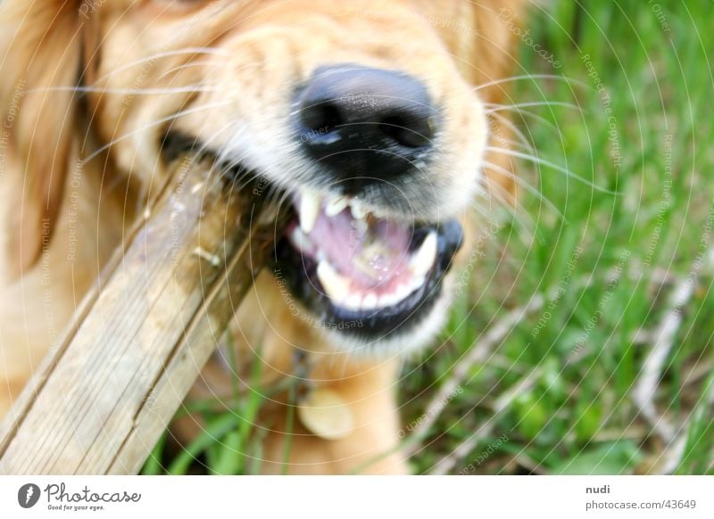 dare... Dog Stick Pelt Green Golden Retriever Mouth Set of teeth Nose Tongue Bite Lawn