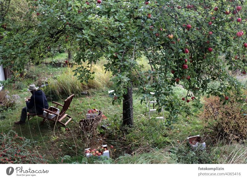 Apple harvest or man with hat sits under a ripe apple tree apples reap Apple tree Hat rack Garden chair Organic produce Harvest Tree Fresh Autumn Food Mature
