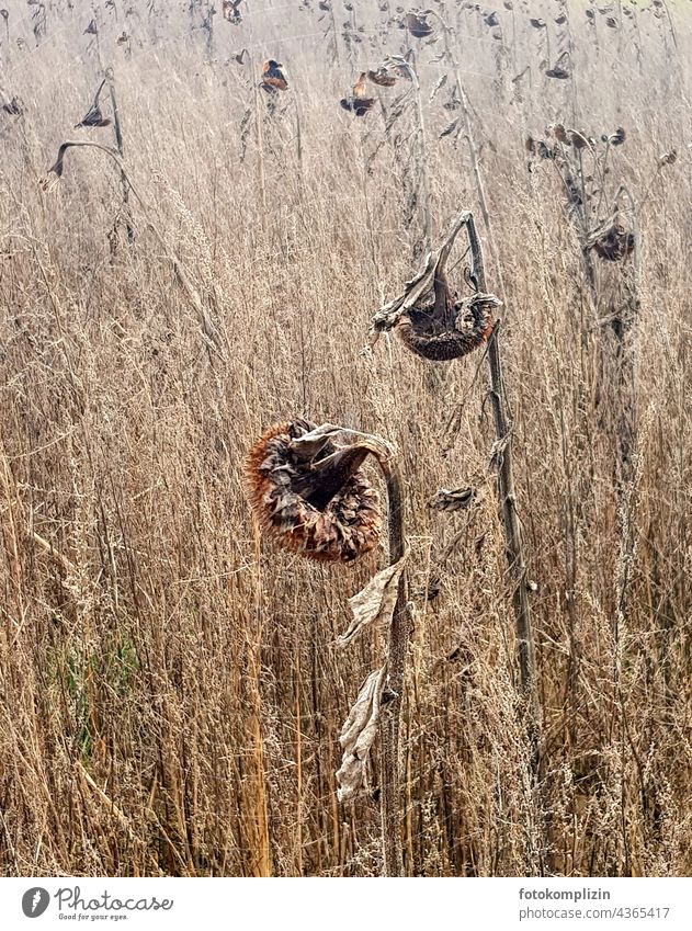 withered sunflowers in the field Sunflowers Sunflower field Shriveled Flower life and death Transience die pass away Death go out Dry Dried flower sad Sadness