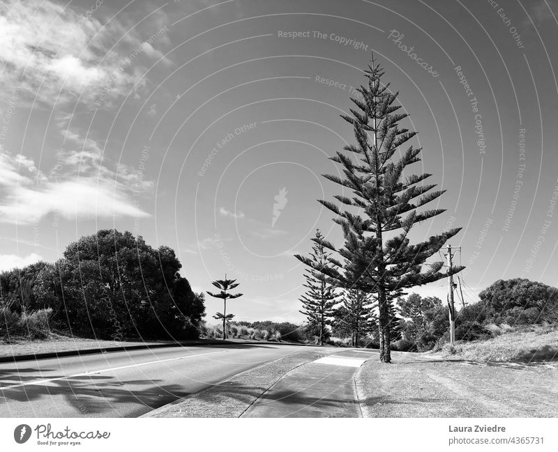 Evergreen trees and the street, black and white Evergreen plants evergreen trees evergreens Street outside the city Deserted Plant Tree Western Australia Nature