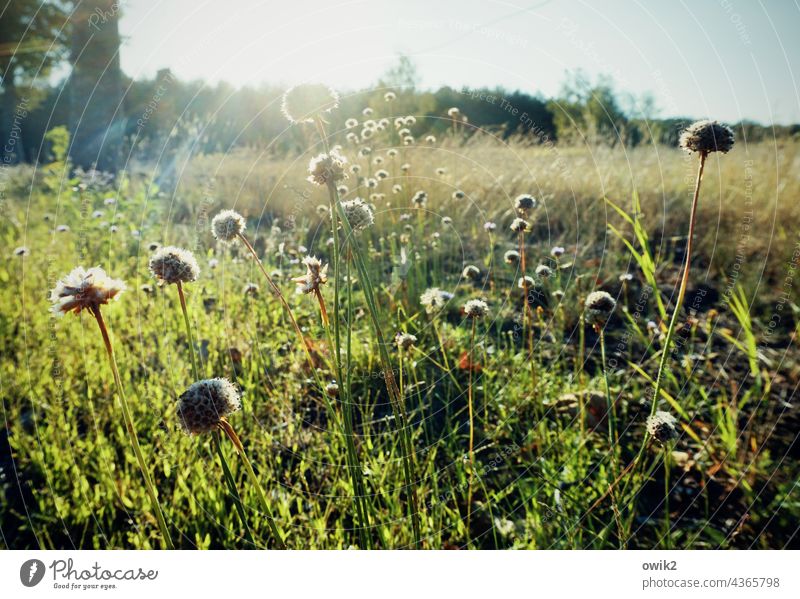 Somewhere Nature Meadow Glittering Close-up Plant stalks Growth Exterior shot Macro (Extreme close-up) Environment Worm's-eye view blurriness Detail warm colors