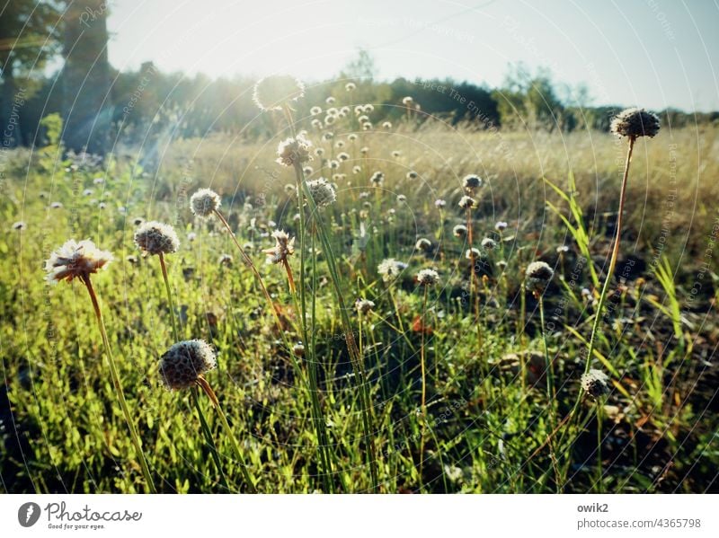 Wide meadow Nature Meadow Glittering Close-up Plant stalks Growth Exterior shot Macro (Extreme close-up) Environment Worm's-eye view blurriness Detail