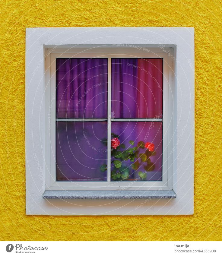 yellow facade and windows with purple curtains and pink roses Yellow colors variegated Violet Window pane View from a window Window frame Window seat Glass