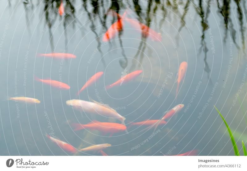Goldfish carp in the pond. Colorful koi fish swim be afloat Beauty & Beauty underwater no people pets backgrounds Koi Carps Animal animals Colour animal world