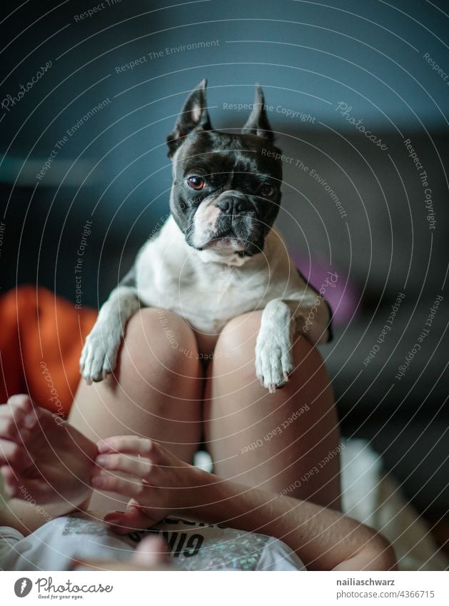 Dog portrait. breed of dog Puppydog eyes Human being Man and dog Joy boston terrier French Bulldog free time pretty Animal Pet Love Friendship Mammal fun