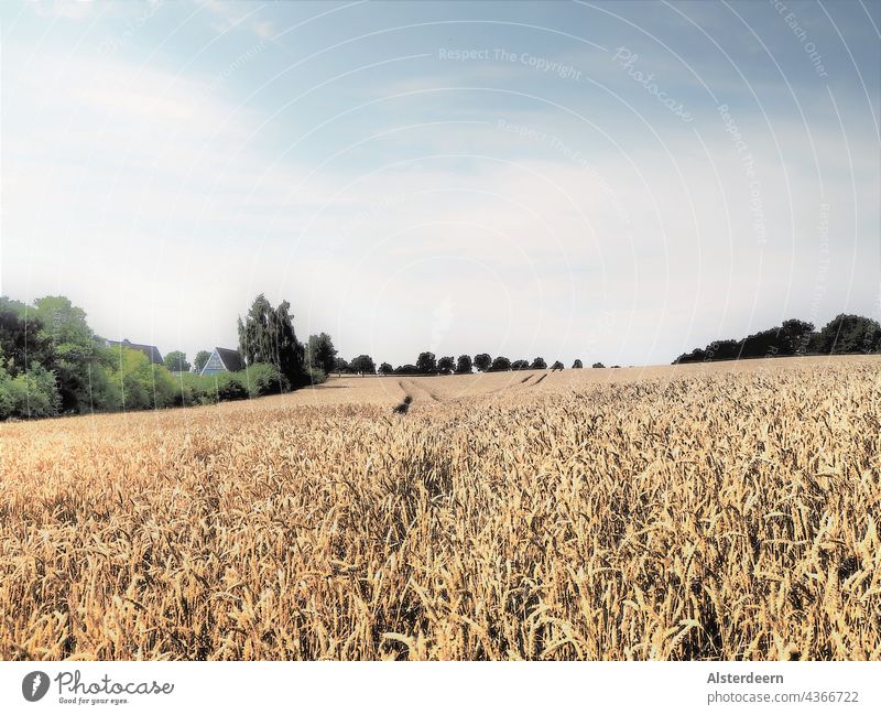 Golden yellow wheat field in the foreground single ears of wheat in the background diverging lanes of traffic blue sky Field Nature Summer Blue sky trees