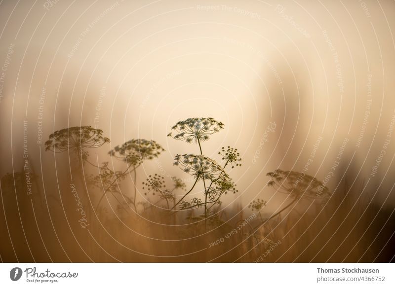 Selinum wallichianum, close-up of yarrow blossom, bokeh background abstract achillea achillea millefolium art beautiful beauty bloom blooming blur botany color