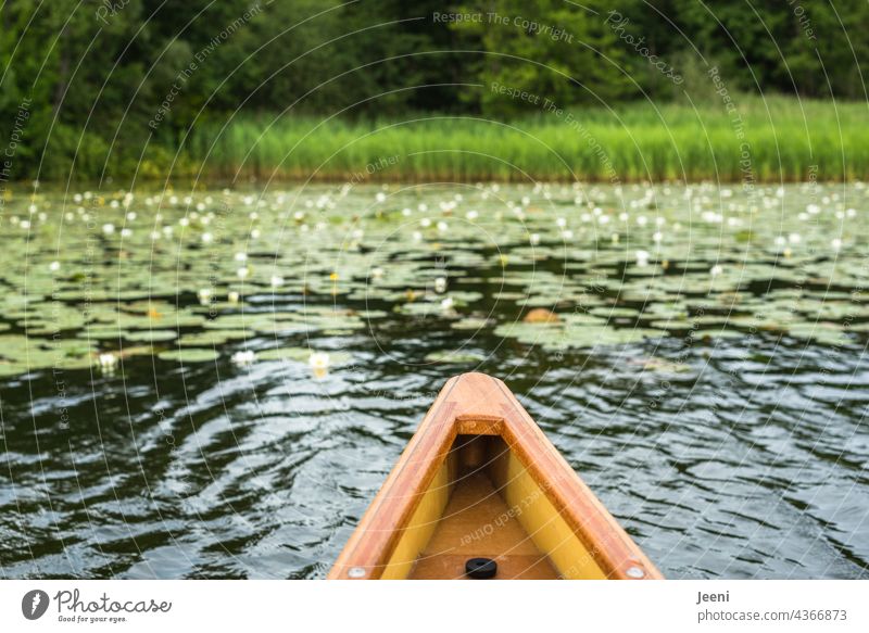canoe trip Canoe Canoe trip Lake Lakeside Water lily Pond water lily reed Leisure and hobbies free time hobby Wood Nature Green Summer Vacation & Travel Kayak