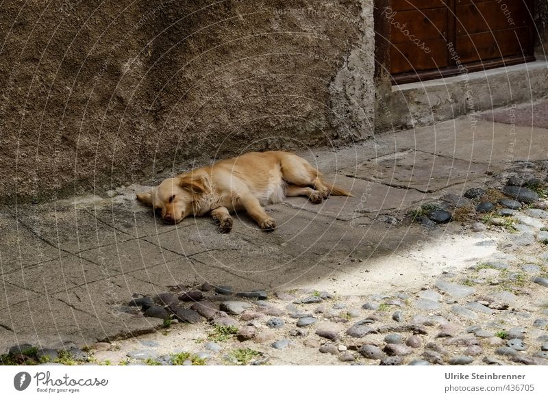 Animal / Sardinian Siesta Village Old town House (Residential Structure) Wall (barrier) Wall (building) Door Street Pet Dog promenade mix 1 Relaxation To enjoy