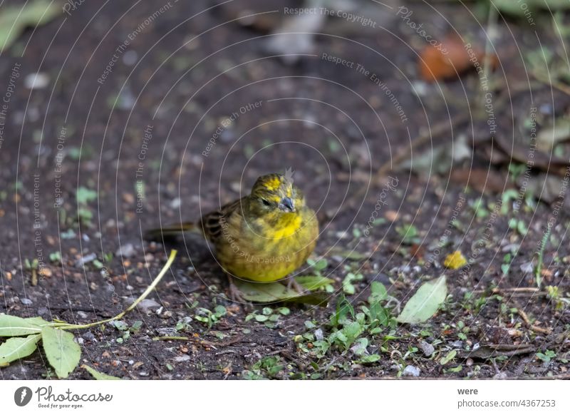 Yellowhammer sitting on the forest floor looking for food Emberitsa Citrinella winter bird Animal Bird Copy Space Cuddly cuddly soft feathers Stick Fly Food