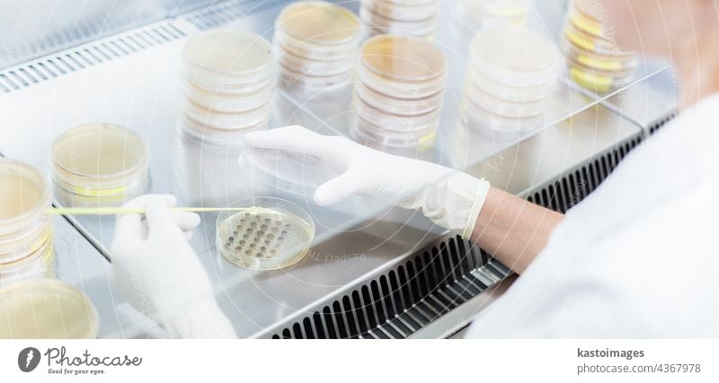 Female scientist working with laminar flow at corona virus vaccine development laboratory research facility. agar analysis analyzing biotechnology coat covid