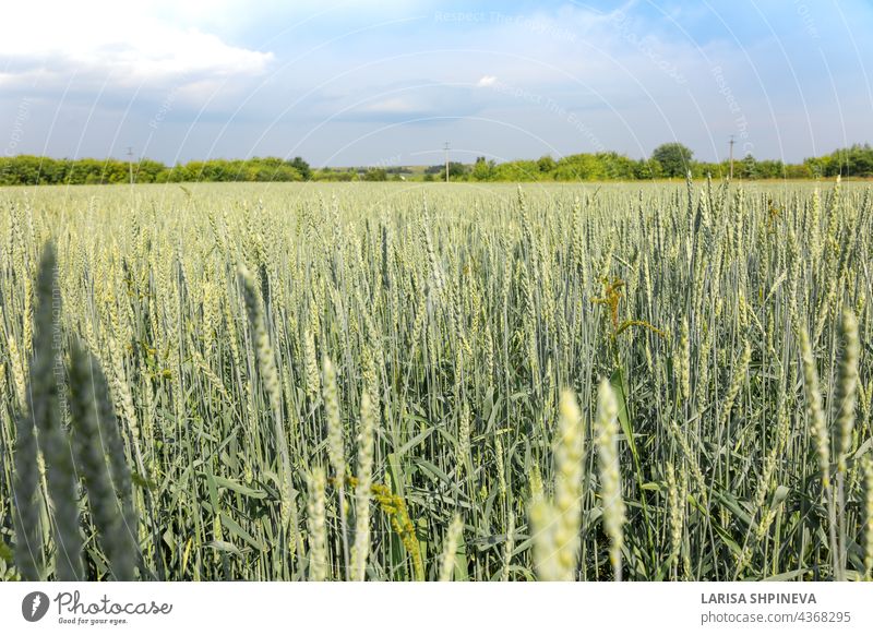 Golden yellow green spikelets of ripe wheat in field on blue sky background. Panoramic view of beautiful rural landscape, selective focus. agriculture barley