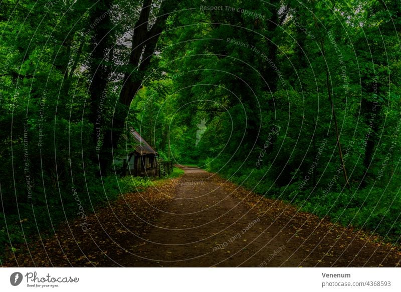 Forest road in summer in germany,on the roadside an old little house Forest path forest woods tree trees grass branch branches nature lumbering lumber industry