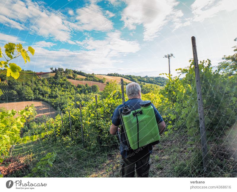 armer spraying fungicide to organic grape vines plants during summer before next harvest in the italian hills of Piacenza agriculture italy farmer outdoors