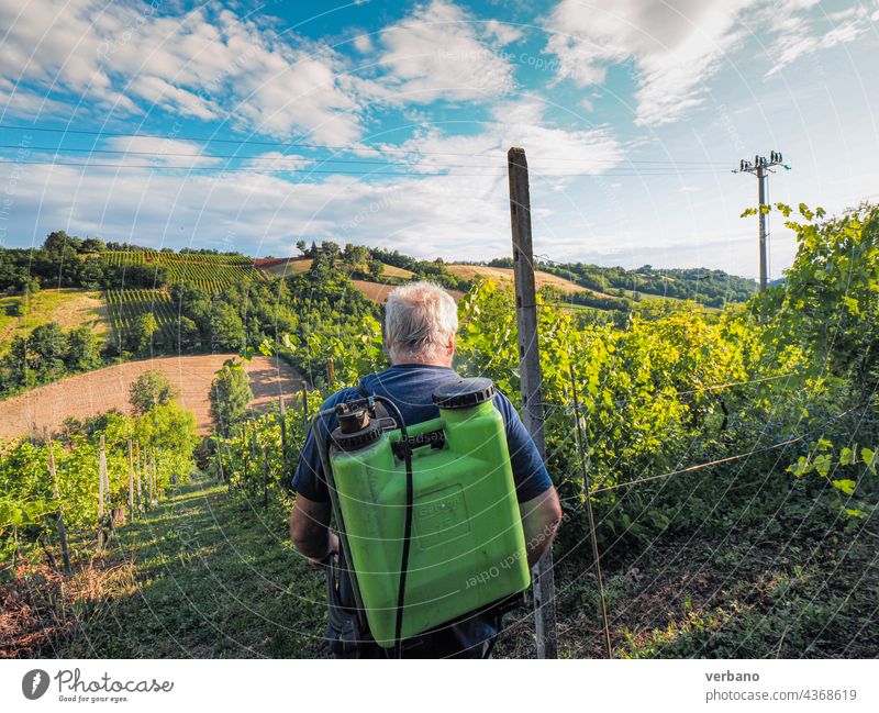 Senior farmer spraying copper green fungicide to organic grape vines plants during summer before next harvest in the italian hills of Piacenza agriculture italy