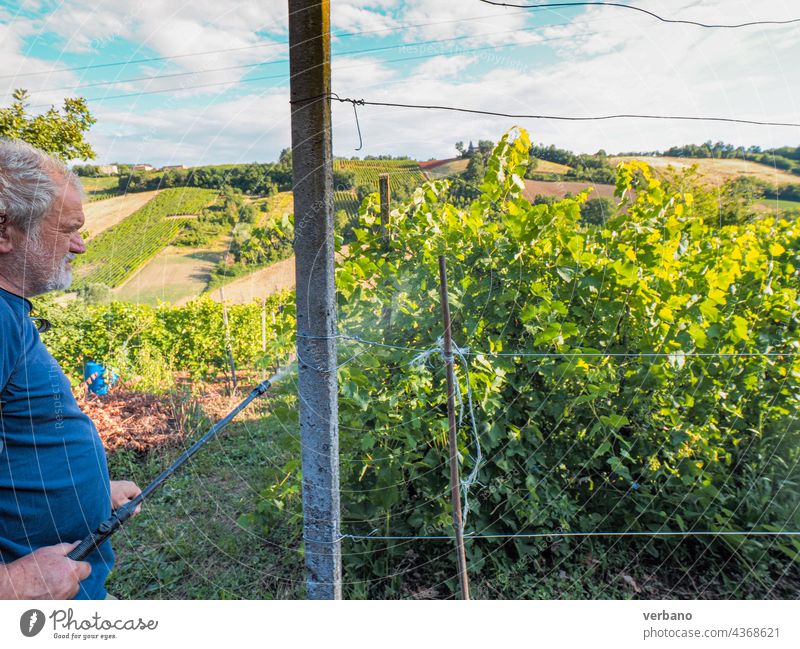 senior farmer looking grape vines in summer in the hill agriculture italy outdoors nature food rural fruit harvest people autumn italian industry man vineyard
