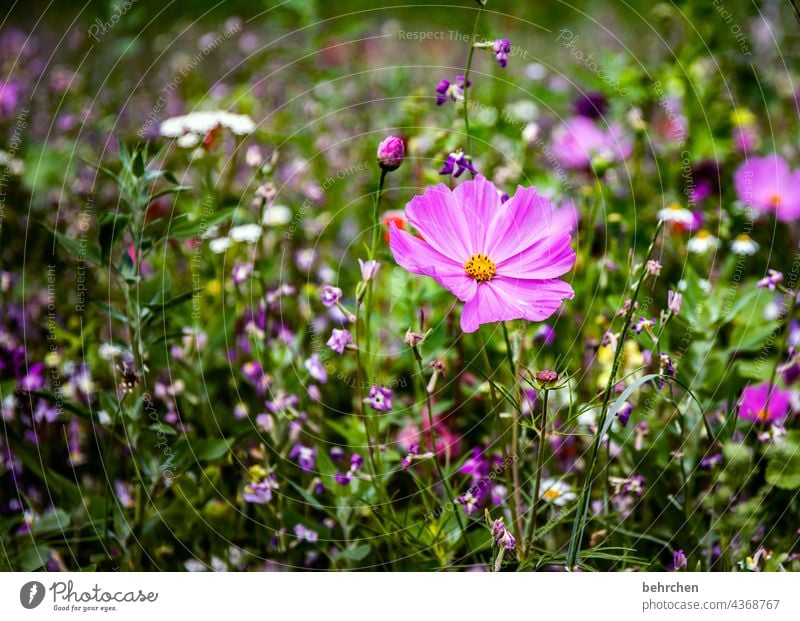Cosma blurriness Sunlight Deserted Exterior shot Colour photo Pink Violet pretty Fragrance Growth Blossoming Meadow Park Garden Wild plant Leaf Grass Flower